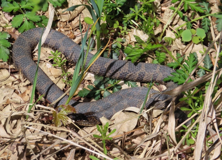 Northern Water Snake